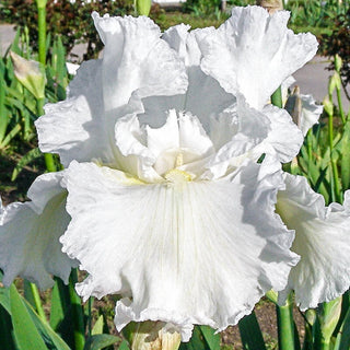 Frequent Flyer Reblooming Bearded Iris Seeds
